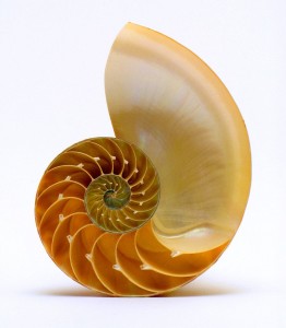 shell1